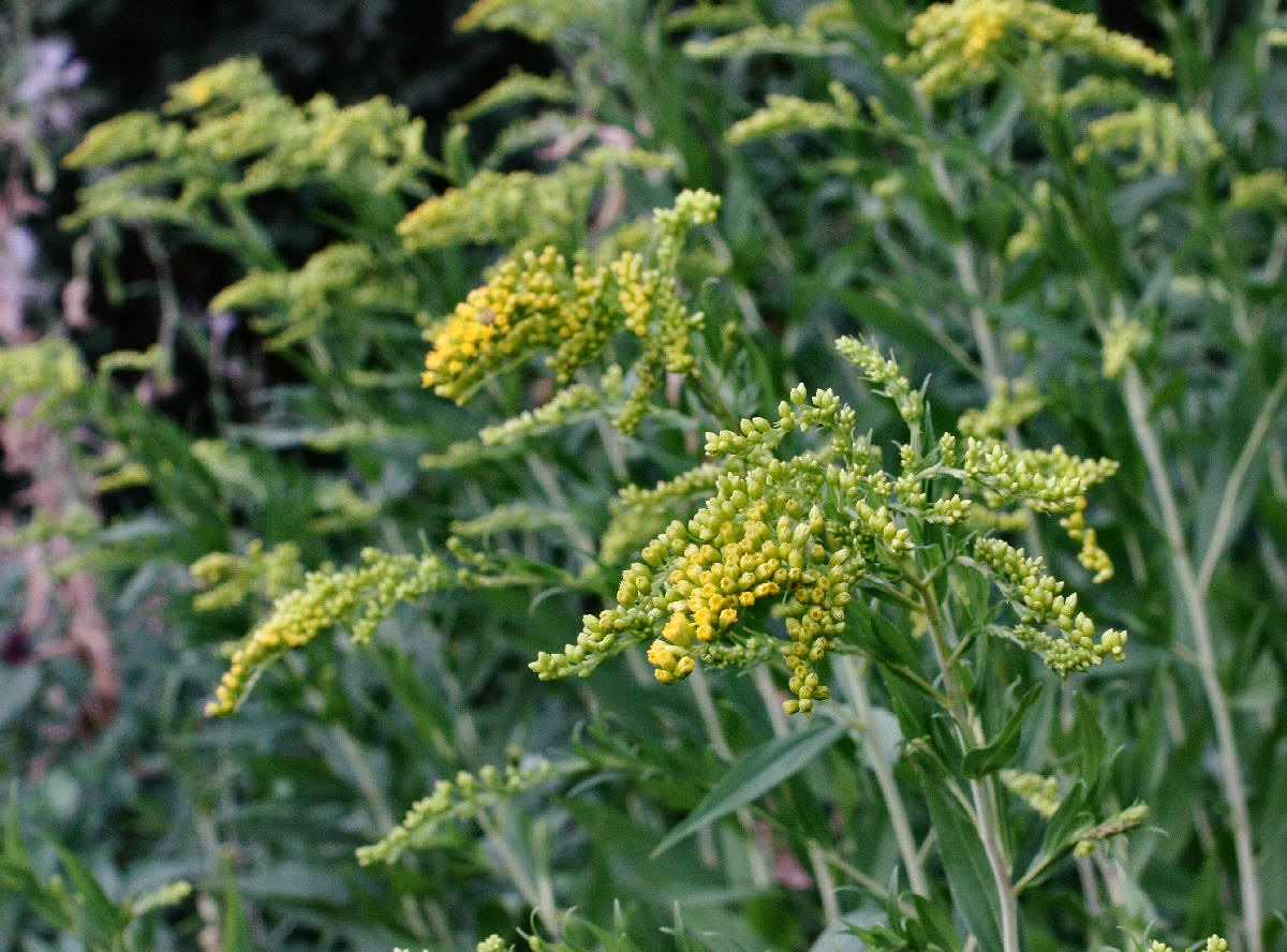 Solidago gigantea